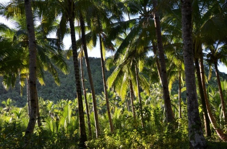 Ряд кокосовых пальм
