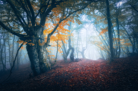 Чарующий туманный лес