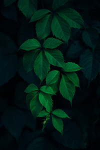 Зеленые листья на темном фоне