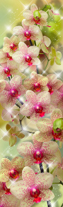 Шикарная ветка Орхидеи