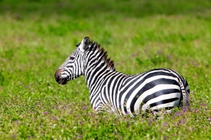 Зебра в поле