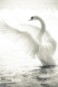 Красивый белый лебедь машет крыльями
