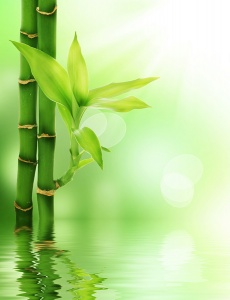 Стебли бамбука с отражением в воде