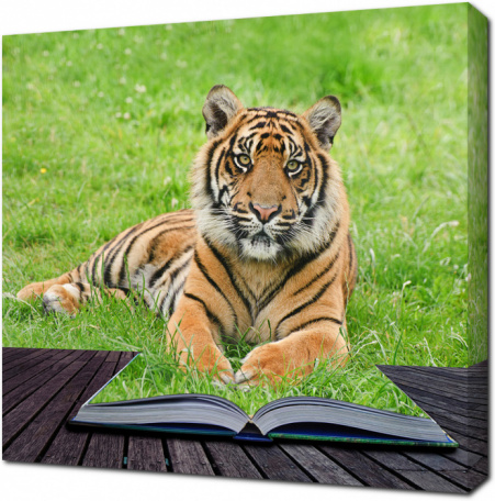 Тигр и волшебная книга