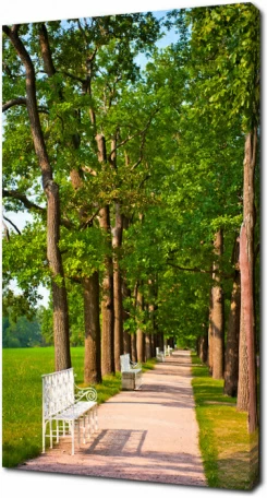 Скамейки в летнем парке