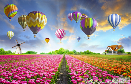 Воздушные шары на плантацией тюльпанов