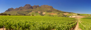 Виноградники у подножья гор в Африке