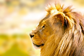 Мудрый лев