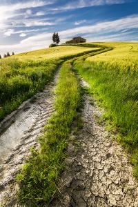 Деревенская дорога через поле
