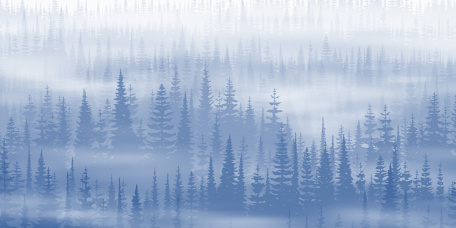 Туман в сосновом лесу