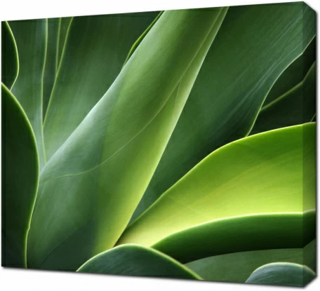 Зеленые листья крупным планом