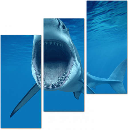 Белая акула с открытой пастью