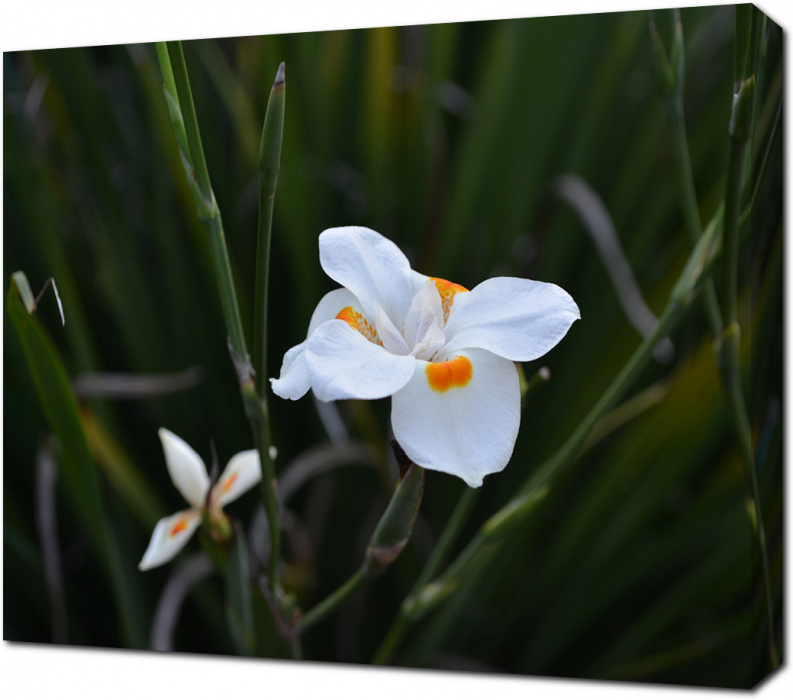 Белоснежный цветок в поле