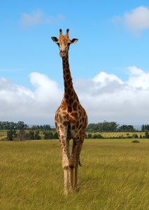 Жираф на прогулке