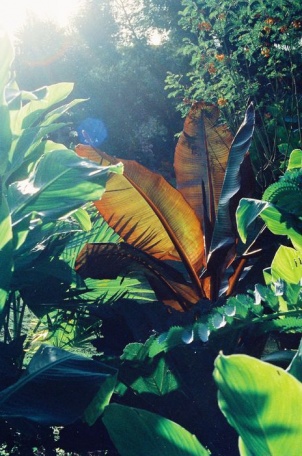 Шикарные листья тропических растений