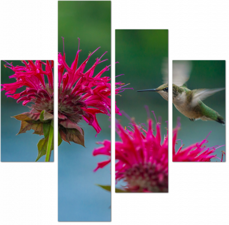 Колибри  и розовые цветки