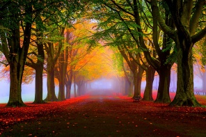 Аллея с яркими осенними деревьями