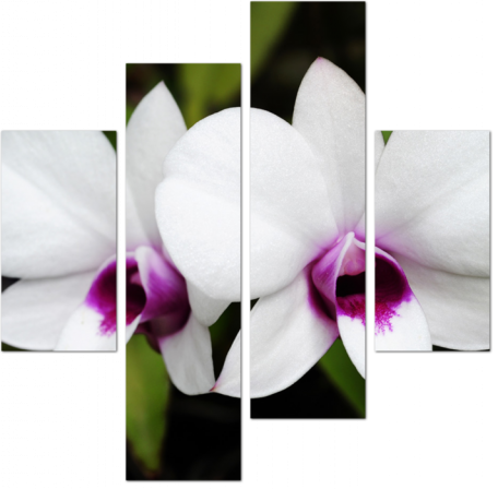 Дикие орхидеи