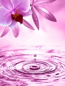 Фиолетовая орхидея над водой