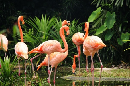 Фламинго обыкновенные среди листьев