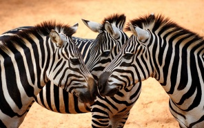 Три  зебры
