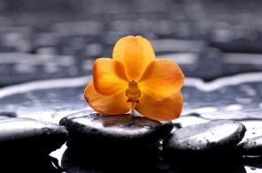 Натюрморт с цветущей орхидеей на черной гальке