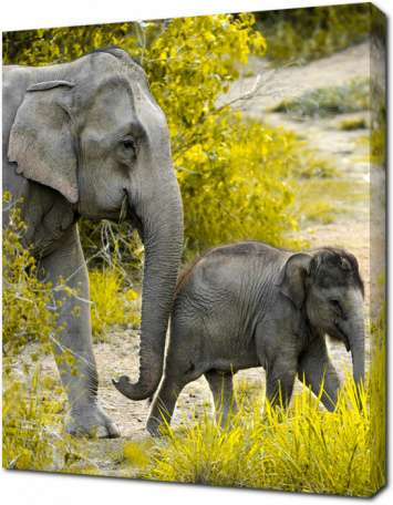 Слон и слонёнок