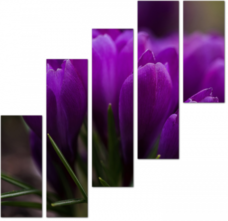 Крокусы фиолетового цвета
