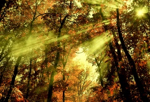 Лучи света сквозь лесные деревья.