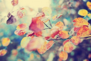 Красочная листва в осеннем парке