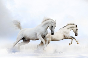 Два белых коня