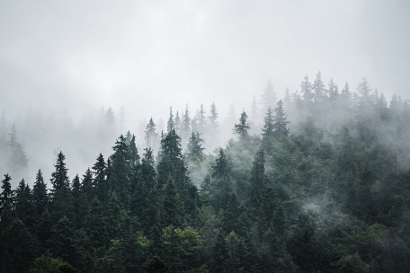 Туманные дали хвойного леса