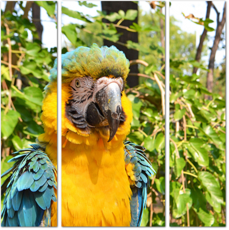 Жёлто-голубой ара
