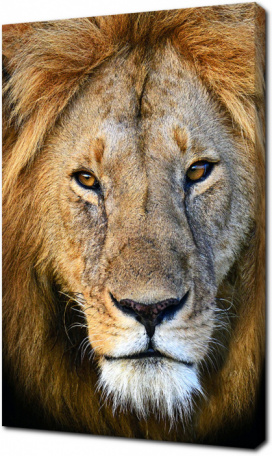 Король зверей - лев
