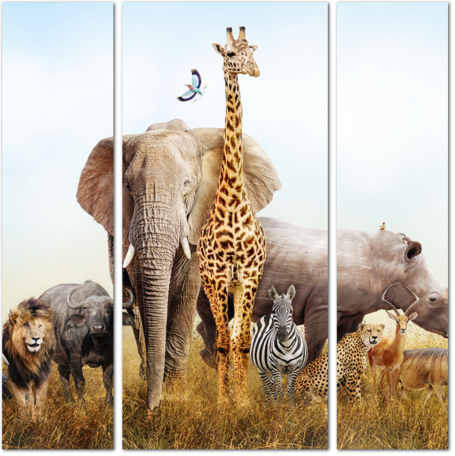 Разнообразие Африканских животных