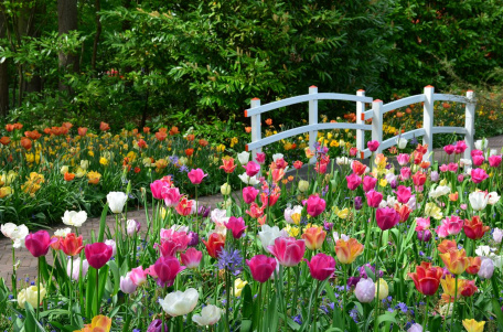 Цветущие тюльпаны в парке