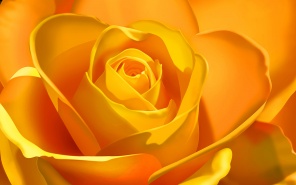 Цветок жёлтой розы