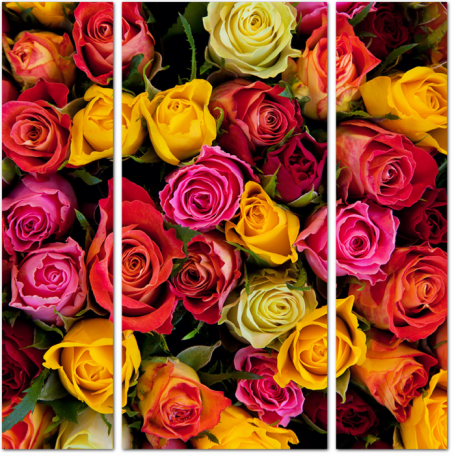 Красочный фон из разноцветных роз