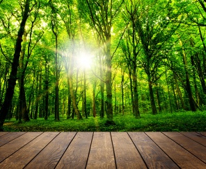 Терраса с видом на зеленый лес