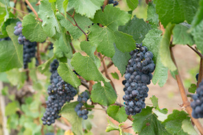 Виноградные синие гроздья