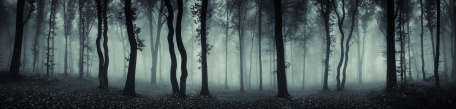 Сумеречный лес в тумане