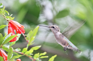 Колибри порхает у цветка