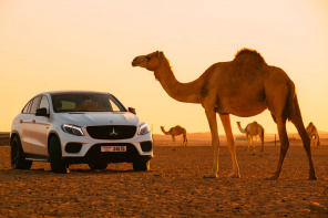 Белый Mercedes, стоящий в пустыне рядом с верблюдами