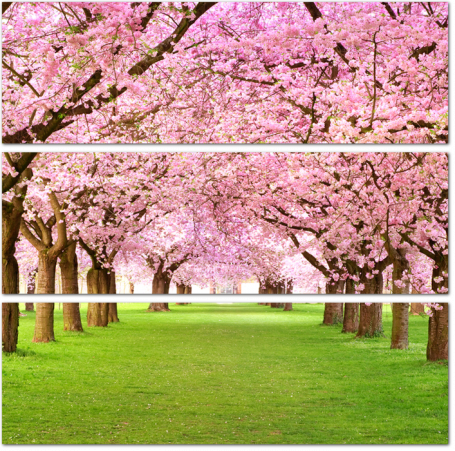 Цветущие деревья розовым