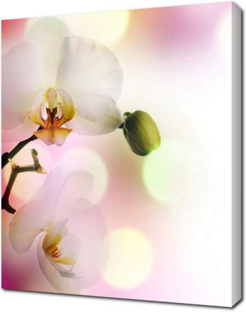 Орхидеи в светлых тонах