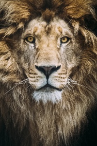 Седой и мудрый лев