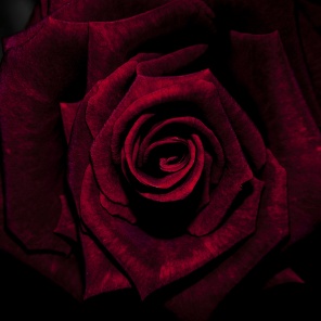 Бутон черной розы