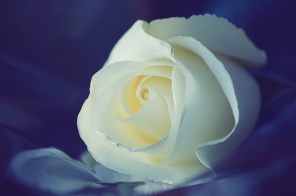 Белая роза на фиолетовом фоне