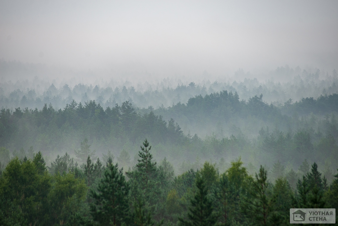 Туманные дали леса