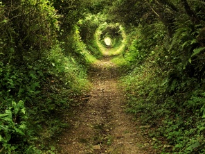 Зеленый туннель в лесу
